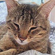 Lucky a rejoint le concours — aidez-le/la à gagner de superbes lots ! animal, blanket, cat, close_up, cute, domestic_animal, ears, feline, fur, indoor, nose, peaceful, pet, portrait, relaxation, resting, sleeping, soft_light, tabby_cat, whiskers