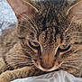 Lucky a rejoint le concours — aidez-le/la à gagner de superbes lots ! animal, blanket, cat, close_up, cozy, cute, domestic_cat, ears, eyes, feline, fur, indoor, nose, pattern, pet, resting, sleepy, soft, tabby_cat, whiskers