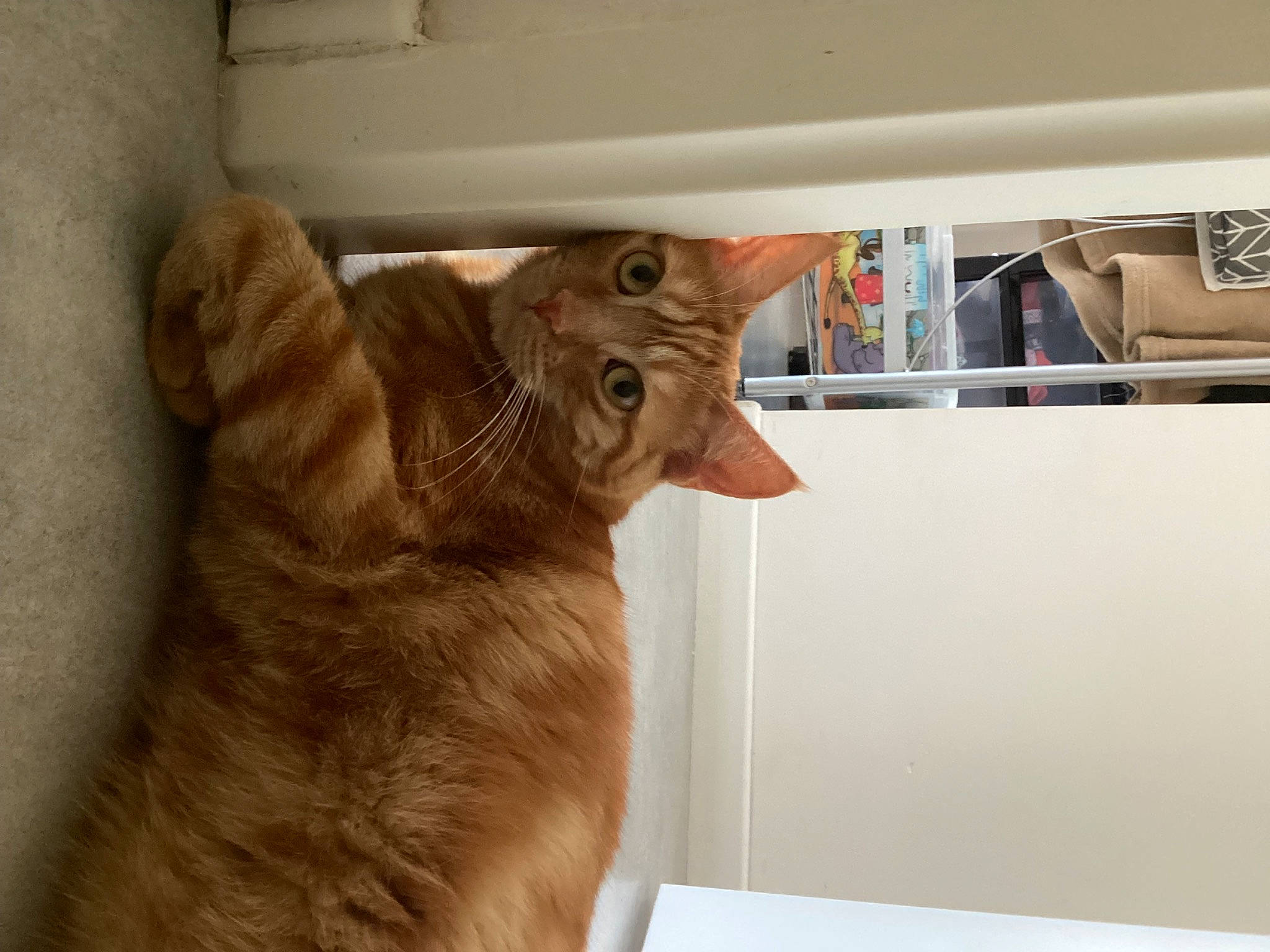 Scotty participe au concours pour gagner de l'argent avec cette photo : carnivore, cat, claw, domestic_short_haired_cat, ear, fawn, felidae, flooring, fur, hardwood, paw, room, small_to_medium_sized_cats, snout, tail, whiskers, window, wood, wood_stain