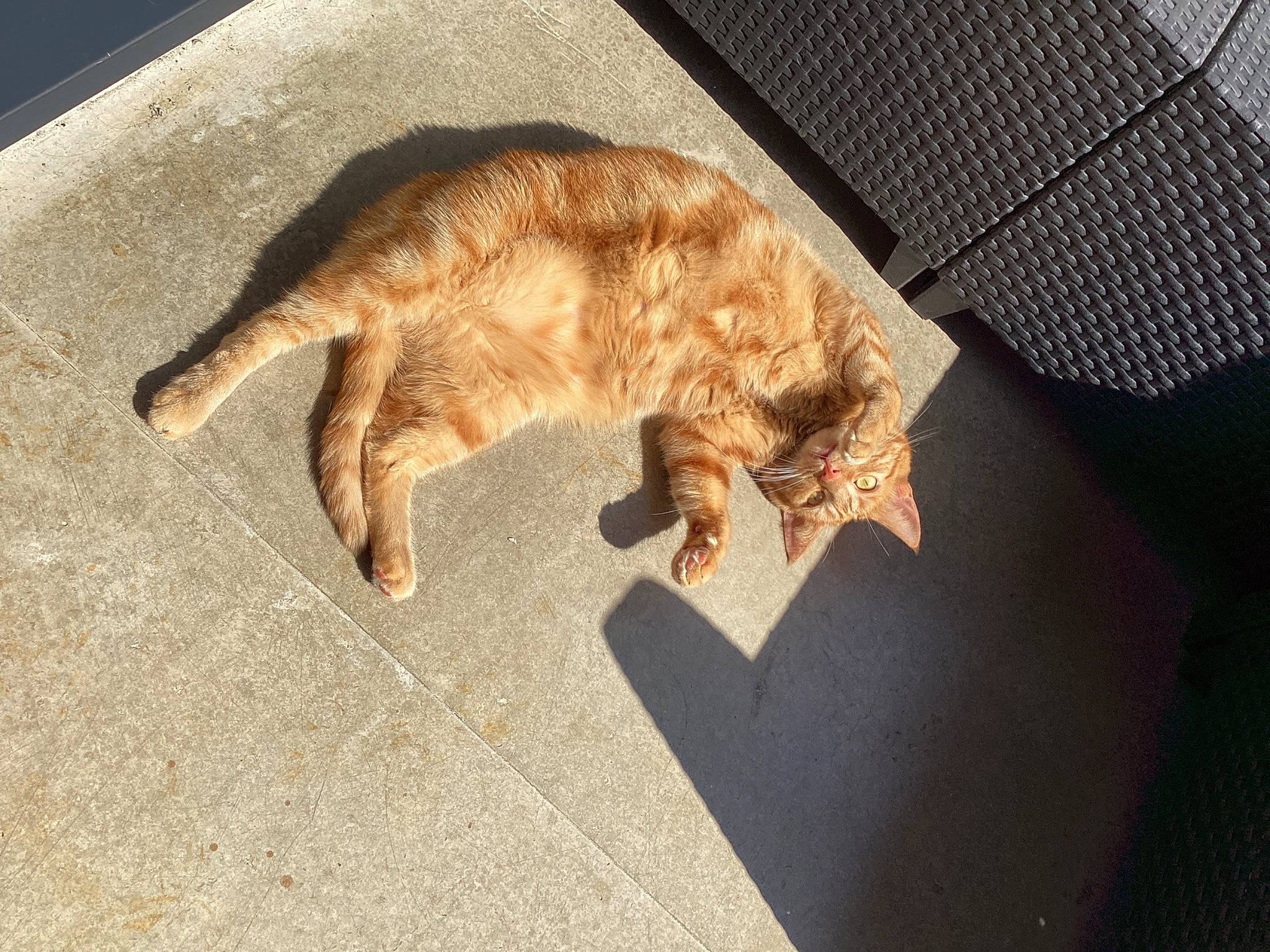 Scotty participe au concours pour gagner de l'argent avec cette photo : carnivore, cat, claw, comfort, dog_breed, domestic_short_haired_cat, fawn, felidae, flooring, fur, nap, paw, road_surface, small_to_medium_sized_cats, snout, sporting_group, tail, terrestrial_animal, whiskers, wood