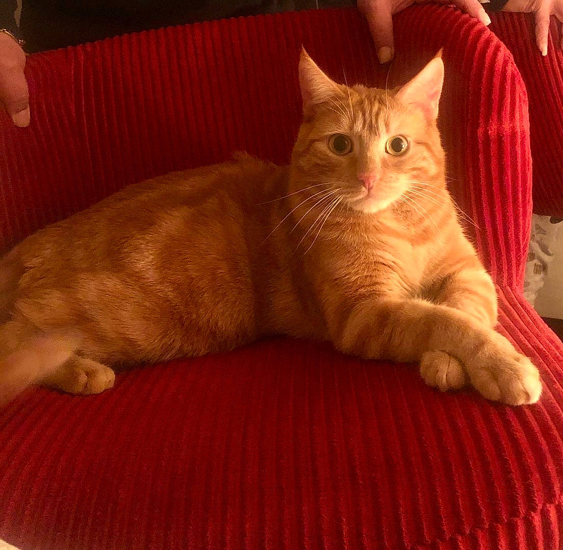 Scotty a rejoint le concours — aidez-le/la à gagner de superbes lots ! carnivore, cat, comfort, domestic_short_haired_cat, eye, fawn, felidae, flooring, foot, fur, hardwood, head, lap, paw, sitting, small_to_medium_sized_cats, snout, tail, whiskers, wood