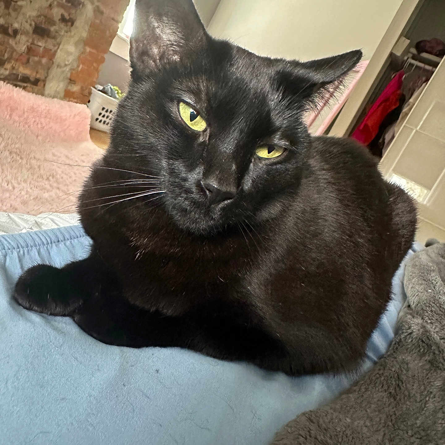 Midnight is registered to the contest to win money with this photo: abyssinian, animal, bed, blackcat, blanket, cat, couch, egyptiancat, furniture, indoors, kitten, manx, pet