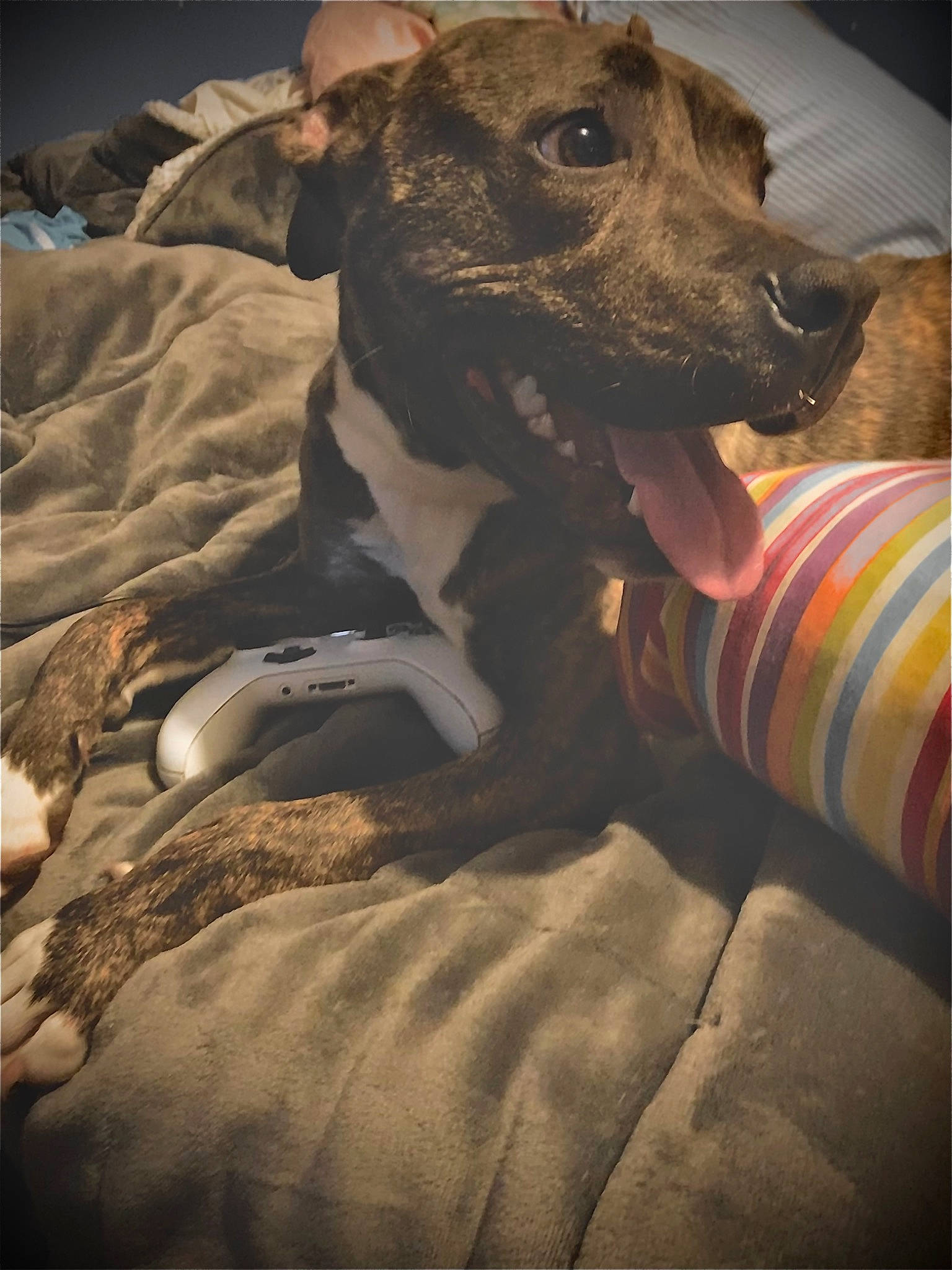 Dixie is registered to the contest to win money with this photo: canidae, carnivore, collar, comfort, companion_dog, dog, dog_breed, dog_collar, dog_supply, fawn, guard_dog, magyar_agar, non_sporting_group, polish_greyhound, rampur_greyhound, sighthound, snout, terrestrial_animal, whiskers, working_animal