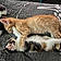 Daisy And Taz Jr.