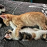 kittens, cats, orange_cat, tabby_cat, black_and_white_cat, sleeping, cuddling, playing, pets, animals, fur, whiskers, ears, paws, quilt, bed, cozy, indoors, cute, kitten_wrestling