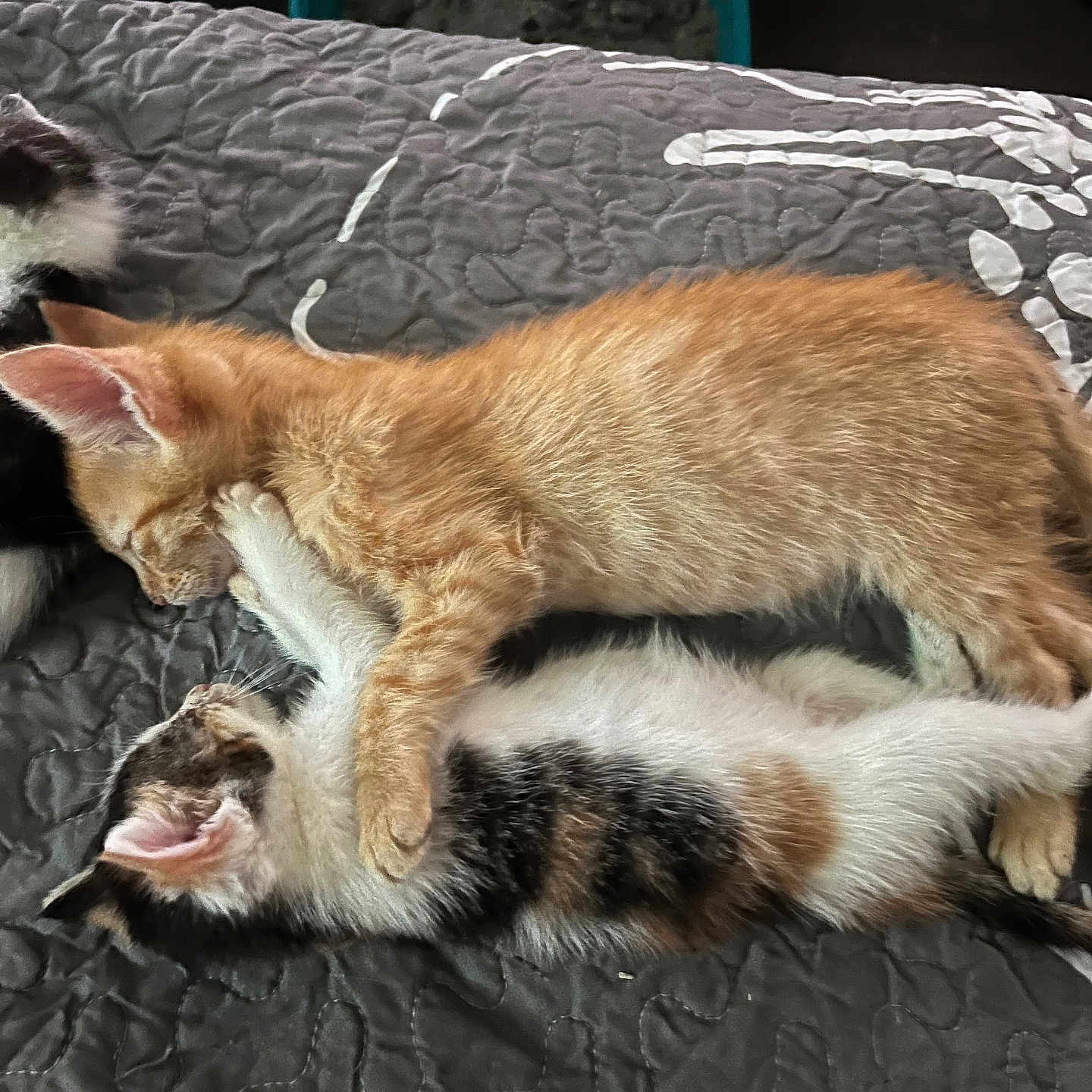 Daisy And Taz Jr.
