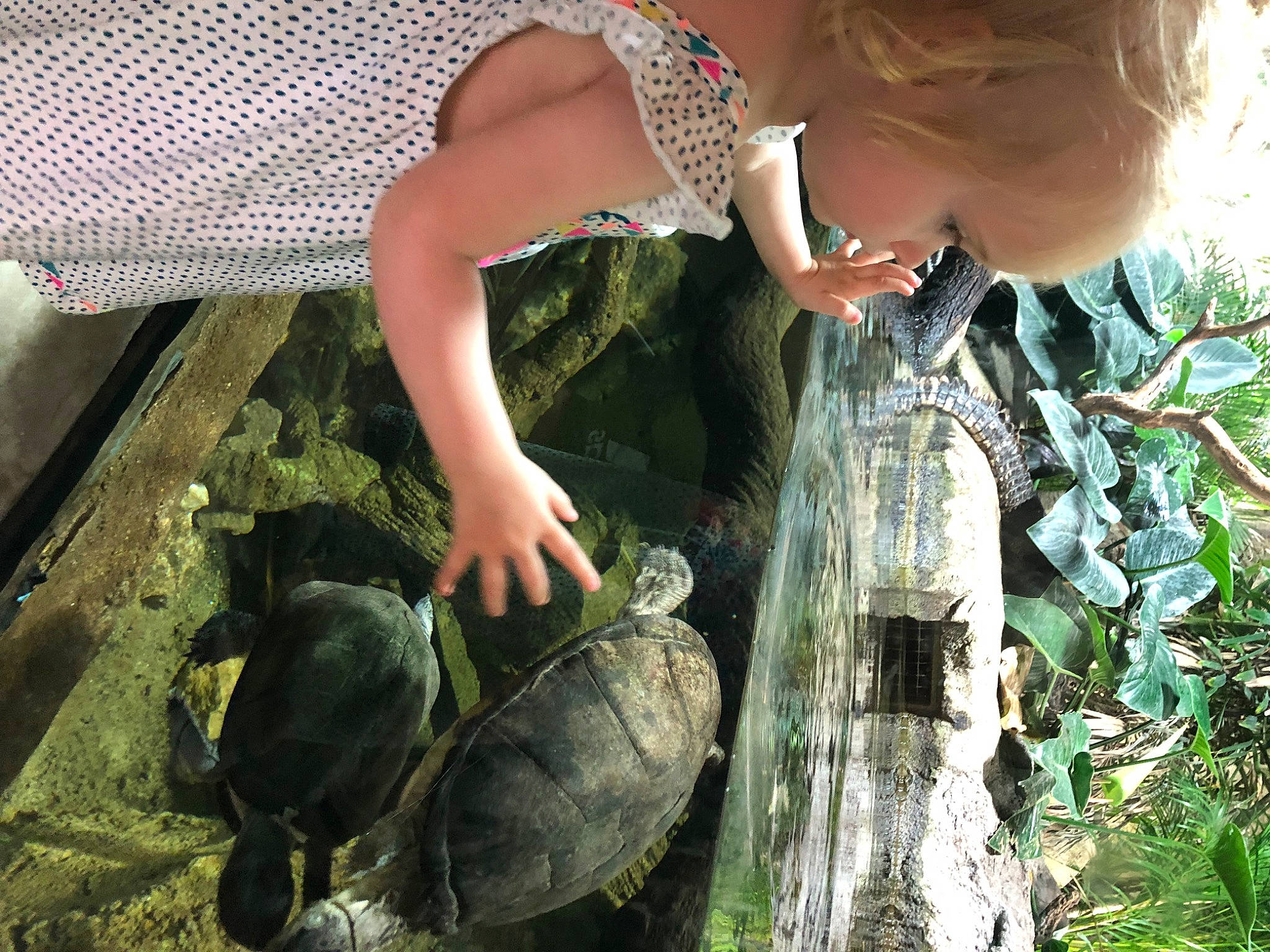 énola participe au concours pour gagner de l'argent avec cette photo : beauty, eyewear, fawn, glasses, grass, green, hair, happy, hat, organ, organism, people_in_nature, person, plant, pond_turtle, reptile, sunglasses, terrestrial_animal, tortoise, turtle