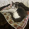 animal, bedspread, blanket, cat, cozy, curious, ears, feline, fur, gray_cat, home, indoor, newspaper, paw, pet, relaxed, resting, whiskers, white_cat, yellow_eyes
