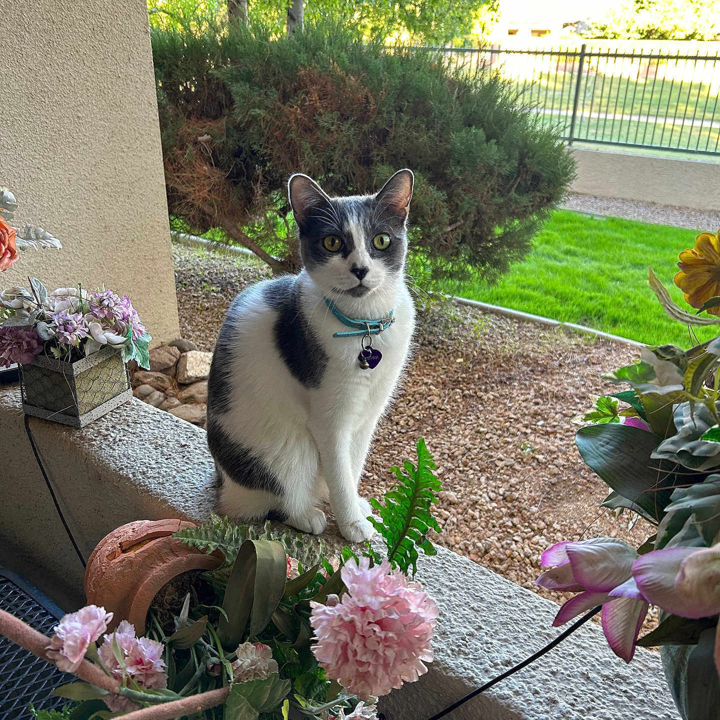Anise joined the competition — help win amazing prizes! animal, black_and_white, bush, calm, cat, collar, curious, daylight, fence, flowers, garden, grass, greenery, ledgestone, nature, outdoor, pet, plants, porch, sitting