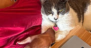 Anise is registered to the contest to win money with this photo: arm, cat, collar, domestic_animal, fabric, feline, gray_cat, hand, indoor, laptop, necklace, person, pet, pink_tag, red_clothing, resting, sitting, tank_top, white_cat, wooden_table