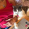 arm, cat, collar, domestic_animal, fabric, feline, gray_cat, hand, indoor, laptop, necklace, person, pet, pink_tag, red_clothing, resting, sitting, tank_top, white_cat, wooden_table