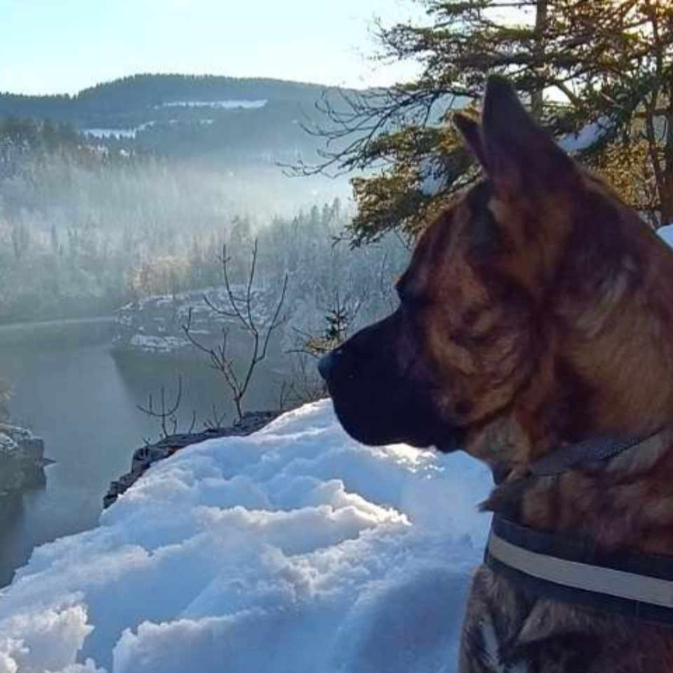 Thor a rejoint le concours — aidez-le/la à gagner de superbes lots ! adventure, animal, canine, cold, daylight, dog, forest, harness, landscape, mountains, nature, outdoor, peaceful, river, scenic, side_view, snow, trees, wilderness, winter