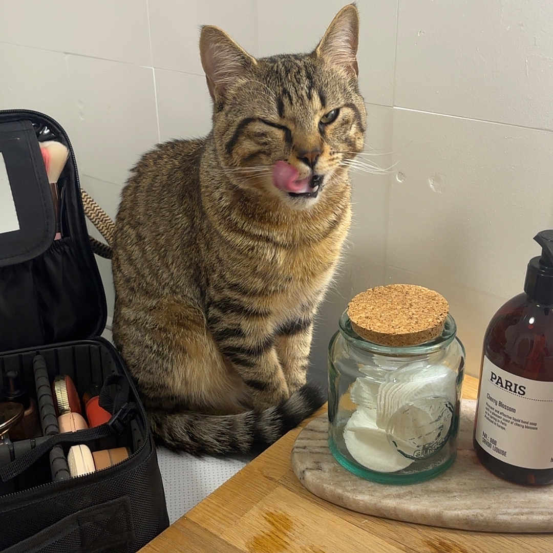 Sogui a rejoint le concours — aidez-le/la à gagner de superbes lots ! abyssinian, accessories, animal, bag, cabinet, cat, diningtable, drawer, furniture, handbag, hardwood, jar, manx, pet, plant, plywood, pottedplant, shelf, table, wood