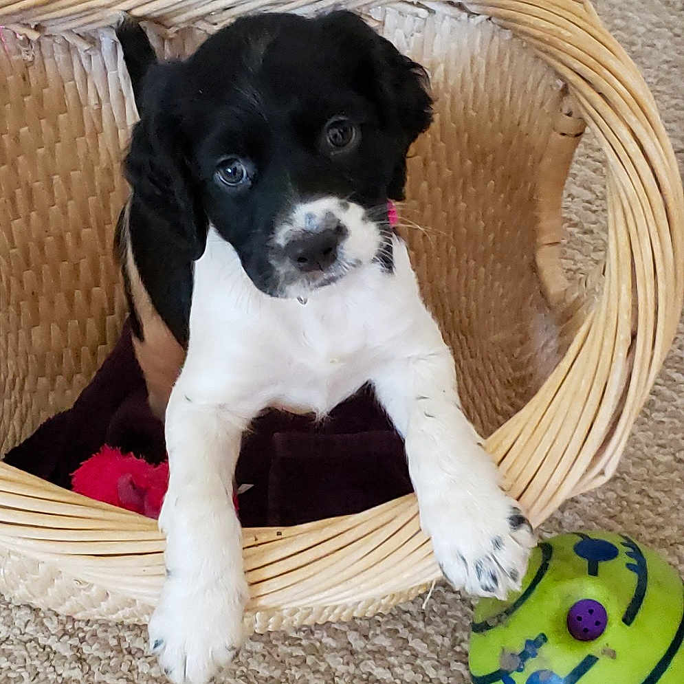 Sally joined the competition — help win amazing prizes! beagador, borador, canidae, carnivore, companion_dog, danish_swedish_farmdog, dog, dog_breed, dog_toy, feist, mammal, pointer, puppy, rare_breed_dog, sporting_group, stabyhoun, vertebrate
