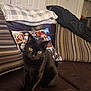 black_cat, cat, yellow_eyes, leather_couch, striped_pillow, photo_collage_pillow, blanket, home_interior, door, coat, furniture, seated_cat, indoor, pet, domestic_cat, living_room, curious_cat, cozy, household, comfortable