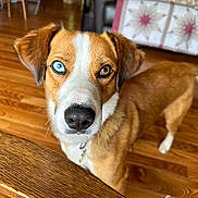 Winston joined the competition — help win amazing prizes! dog, heterochromia, blue_eye, brown_eye, wooden_floor, table, quilt, indoor, pet, canine, fur, ears, nose, tail, collar, closeup, curious, animal, house, domestic