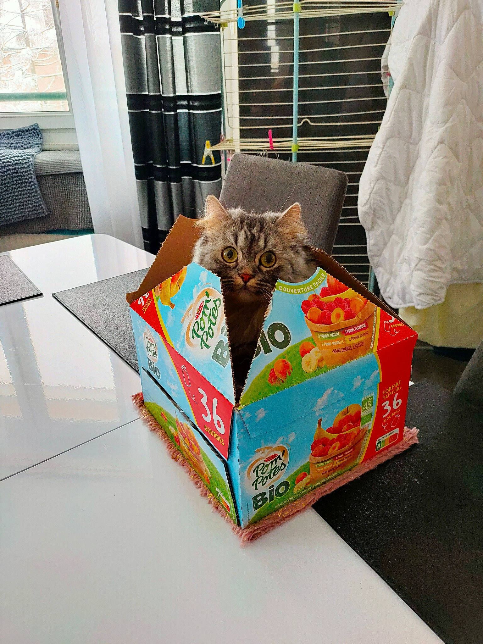 Pepette participe au concours pour gagner de l'argent avec cette photo : art, box, cardboard, carnivore, carton, cat, curtain, felidae, flooring, font, illustration, packaging_and_labeling, packing_materials, paper, paper_product, publication, room, small_to_medium_sized_cats, visual_arts, whiskers