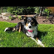 Lexie is registered to the contest to win money with this photo: dog, grass, outdoor, pet, garden, sunlight, bowtie, canine, lawn, relaxing, fur, black, white, brown, animal, nature, daytime, plant, step, resting