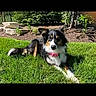 dog, grass, outdoor, pet, garden, sunlight, bowtie, canine, lawn, relaxing, fur, black, white, brown, animal, nature, daytime, plant, step, resting
