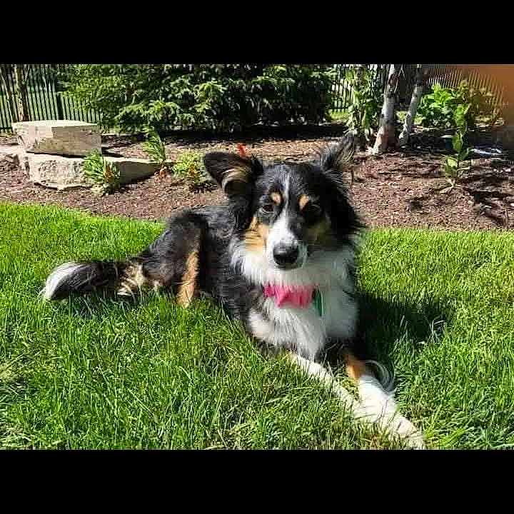Lexie