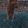 cat, orange_cat, grass, flowers, stone_wall, outdoor, nature, animal, pet, mammal, curious, feline, field, blue_sky, tree, bare_tree, daylight, close_up, walking, whiskers