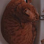 cat, orange_tabby, sink, curled_up, sleeping, pet, feline, indoors, cozy, fur, whiskers, ear, paw, domestic_animal, relaxation, bathroom, quiet, compact_space, resting, cute