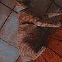 cat, orange_tabby, pet, floor, tile, wood, relaxed, indoor, animal, fur, whiskers, collar, sleeping, resting, domestic, mammal, side_view, striped, cute, lazy
