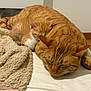 cat, kitten, ginger_cat, sleeping, cozy, bed, blanket, plush_toy, feline, resting, indoor, cute, animal, pet, fur, close_up, peaceful, domestic_cat, nap, companionship