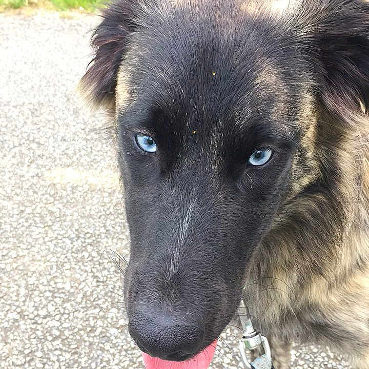 Sky participe au concours pour gagner de l'argent avec cette photo : accessories, animal, bodypart, canine, dog, face, germanshepherd, goldenretriever, grass, head, hound, husky, mouth, nature, outdoors, person, pet, plant, puppy, strap