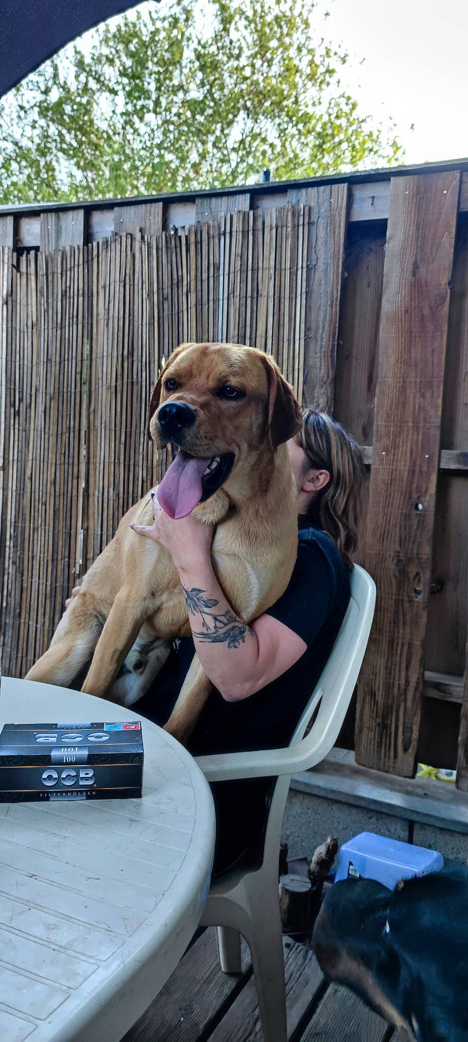 Sid a rejoint le concours — aidez-le/la à gagner de superbes lots ! canidae, carnivore, chair, collar, companion_dog, dog, dog_breed, dog_collar, dog_supply, fawn, fence, guard_dog, hound, leisure, outdoor_furniture, pet_supply, sitting, sporting_group, table, working_dog