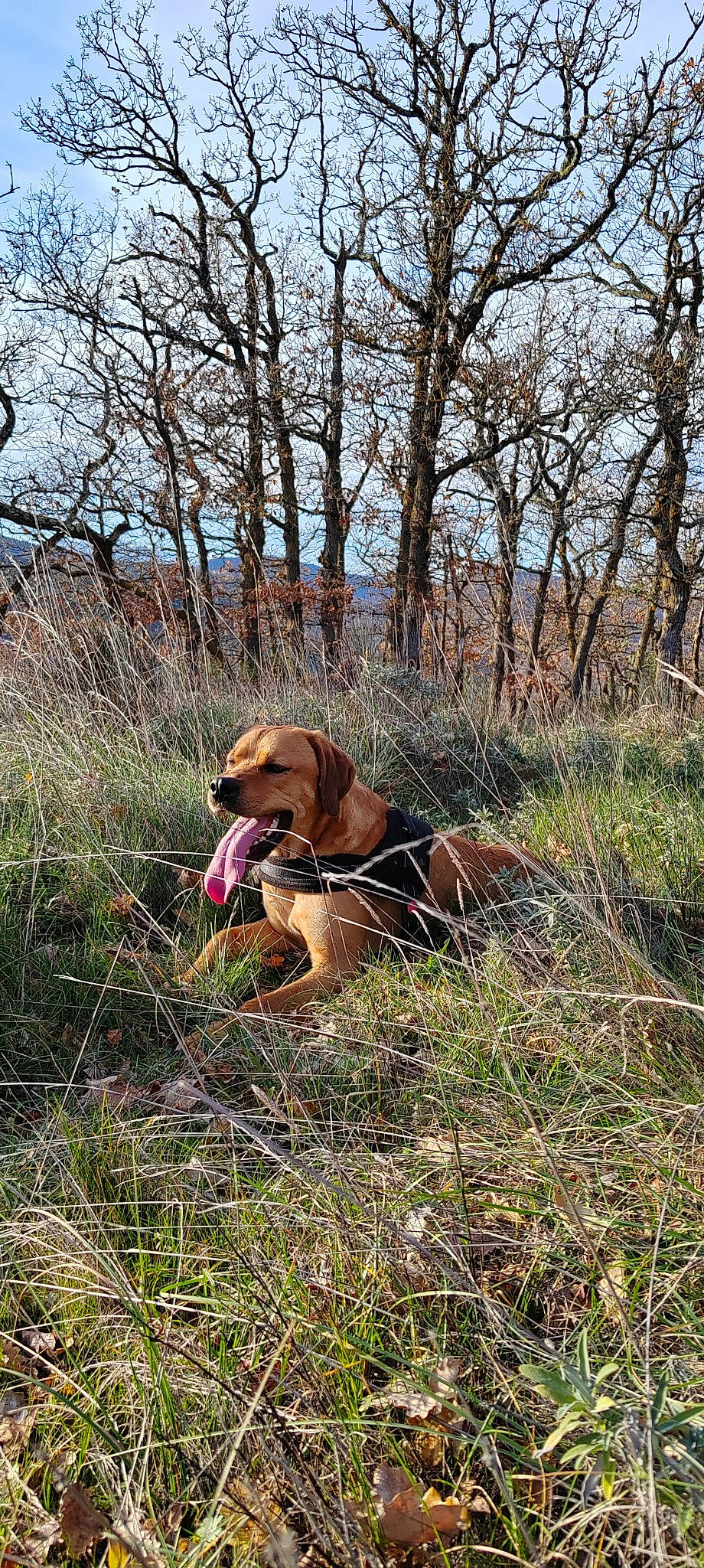 Sid participe au concours pour gagner de l'argent avec cette photo : canidae, carnivore, collar, dog, dog_breed, fawn, forest, grass, grassland, hound, landscape, natural_landscape, plant, plant_community, prairie, shrubland, sky, sporting_group, terrestrial_animal, tree