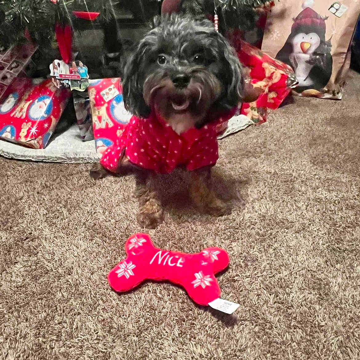 Bailey is registered to the contest to win money with this photo: canidae, carmine, carnivore, companion_dog, dog, dog_breed, dog_clothes, dog_collar, dog_supply, event, fashion_accessory, flooring, fur, holiday, leash, magenta, mammal, pink, sporting_group, toy_dog