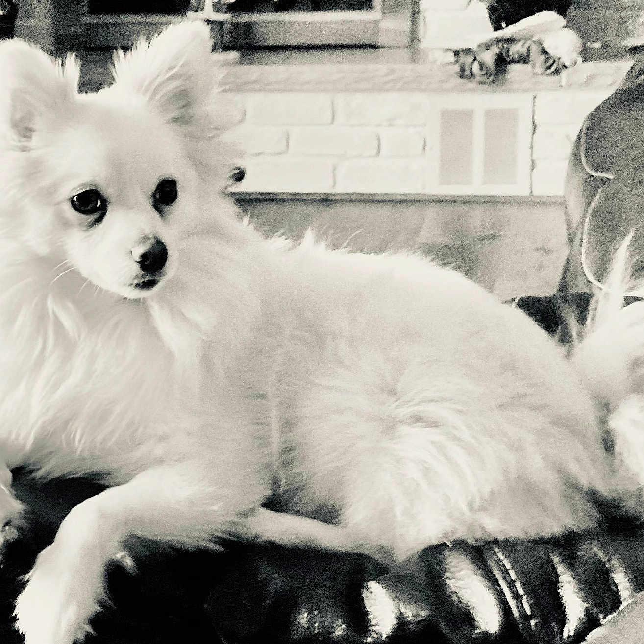 Schatzi joined the competition — help win amazing prizes! animal, canine, cockerspaniel, dog, eskimodog, papillon, pet, puppy, terrier, whitedog