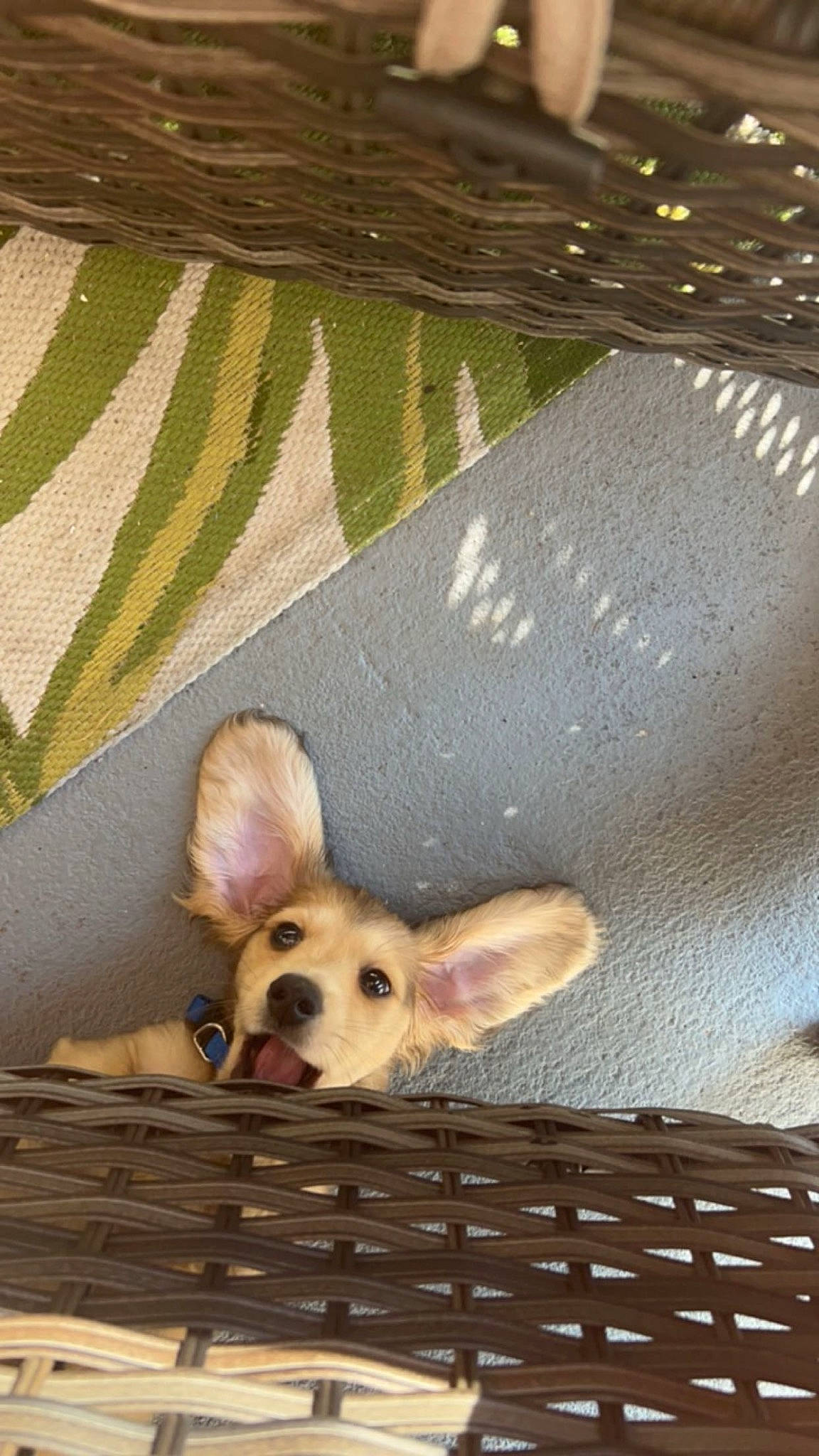 Teddy is registered to the contest to win money with this photo: canidae, carnivore, chihuahua, comfort, companion_dog, couch, dog, dog_breed, dog_supply, fawn, fur, pattern, paw, pet_supply, snout, sporting_group, toy, toy_dog, whiskers, working_animal