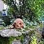 animal, bathing, canine, dog, herbal, herbs, hiding, ivy, leaf, nature, outdoors, person, pet, plant, puppy, rock, takingcover, tree, treetrunk, vegetation