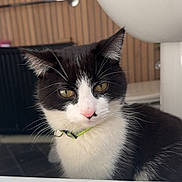 Morty joined the competition — help win amazing prizes! cat, black_and_white, pet, indoor, feline, animal, whiskers, collar, pink_nose, ears, fur, eyes, face, domestic, cute, sitting, close_up, portrait, household, background