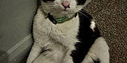 Morty is registered to the contest to win money with this photo: cat, black_and_white, pet, animal, indoor, carpet, wall, collar, relaxed, sitting, fur, whiskers, ears, paw, cute, domestic, feline, looking, portrait, closeup