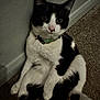 animal, black_and_white, carpet, cat, closeup, collar, cute, domestic, ears, feline, fur, indoor, looking, paw, pet, portrait, relaxed, sitting, wall, whiskers