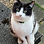 Morty is registered to the contest to win money with this photo: cat, black_and_white, animal, pet, outdoor, sitting, fur, whiskers, ledges, pavement, video_call, person, glasses, smiling, face, collar, green_collar, brick_wall, background, close_up