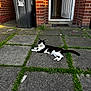 Morty is registered to the contest to win money with this photo: cat, black_and_white_cat, pavement, grass, brick_wall, door, trash_bin, outdoor, animal, pet, relaxed, sunlight, home, street, nature, fur, mammal, laying, domestic_animal, quiet