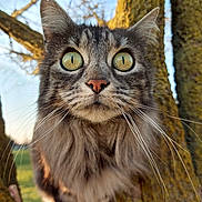 Youna participe au concours pour gagner de l'argent avec cette photo : animal, branch, cat, close_up, curious, daylight, ears, focus, fur, green_eyes, mammal, nature, outdoor, pet, portrait, sunlight, tabby_cat, tree, whiskers, wildlife