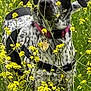 Bella joined the competition — help win amazing prizes! dog, black_and_white, collar, tags, flowers, yellow_flowers, field, outdoor, nature, grass, pet, animal, ears, tail, fur, spotted, standing, curious, spring, daytime