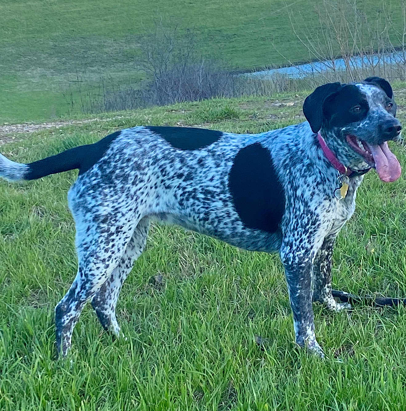 Bella