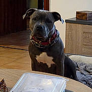 Naos a rejoint le concours — aidez-le/la à gagner de superbes lots ! dog, indoor, pet, collar, scarf, table, plastic_container, wooden_furniture, floor_tiles, dog_bed, brown_dog, closeup, animal, domestic, looking, sitting, household, room, portrait, canine