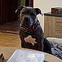 dog, indoor, pet, collar, scarf, table, plastic_container, wooden_furniture, floor_tiles, dog_bed, brown_dog, closeup, animal, domestic, looking, sitting, household, room, portrait, canine