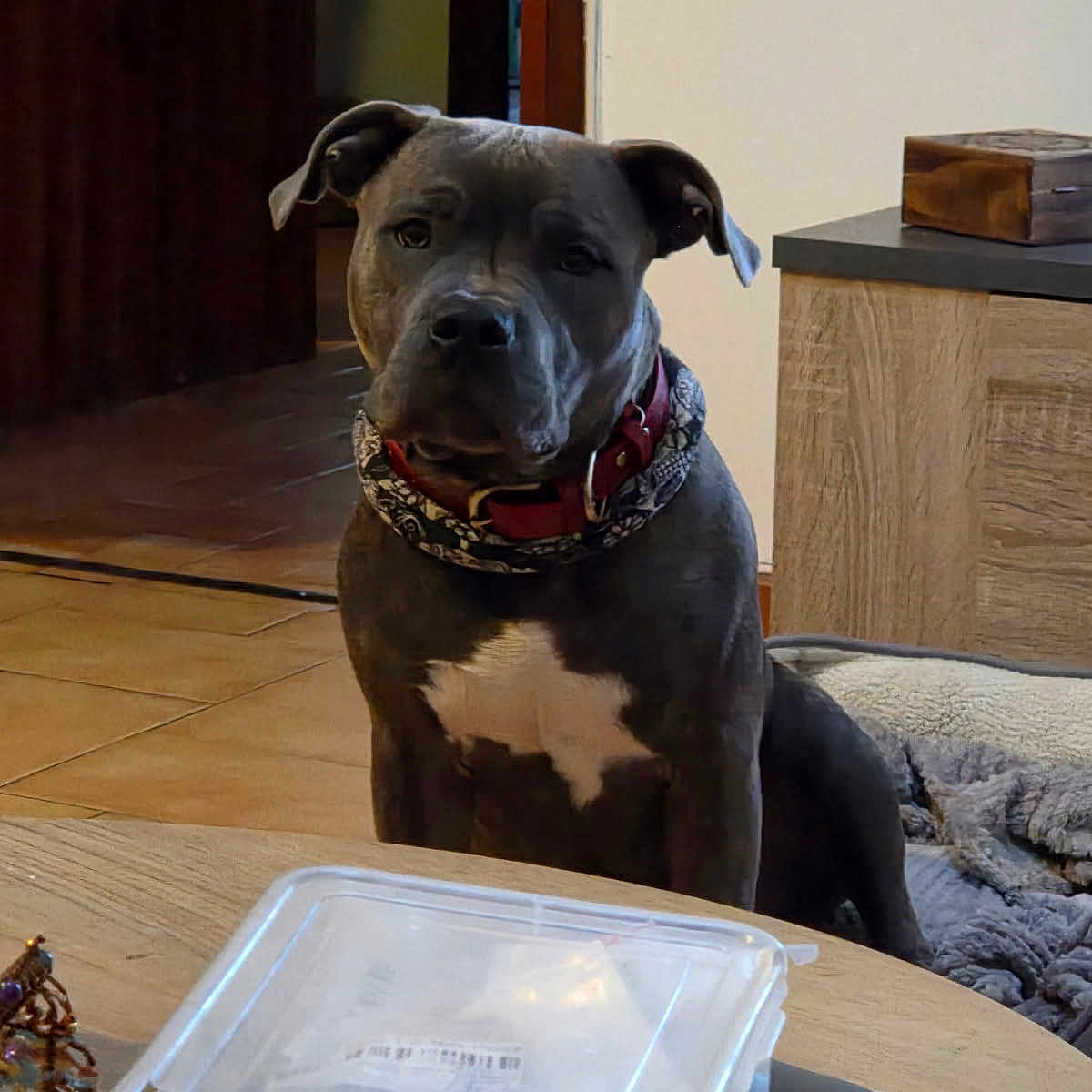 Naos a rejoint le concours — aidez-le/la à gagner de superbes lots ! animal, brown_dog, canine, closeup, collar, dog, dog_bed, domestic, floor_tiles, household, indoor, looking, pet, plastic_container, portrait, room, scarf, sitting, table, wooden_furniture