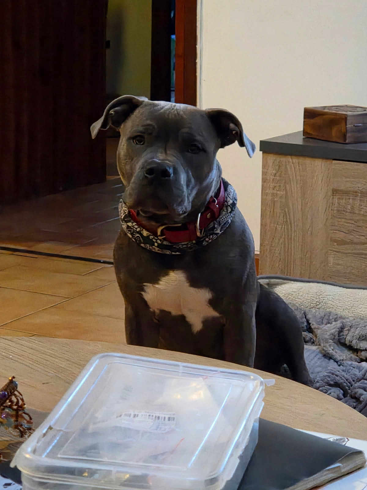 Naos a rejoint le concours — aidez-le/la à gagner de superbes lots ! dog, indoor, pet, collar, scarf, table, plastic_container, wooden_furniture, floor_tiles, dog_bed, brown_dog, closeup, animal, domestic, looking, sitting, household, room, portrait, canine