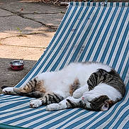 Ophelia is registered to the contest to win money with this photo: backyard, cat, chair, concrete, feline, greenery, leaves, lounging, nature, outdoor, pet_bowl, pink_bowl, relaxed, resting, shady, striped, striped_fur, summer, sunlight, white_fur