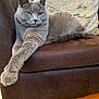 animal, blanket, cat, comfort, couch, cozy, feline, fur, gray_cat, home, indoor, leather_couch, mammal, paw, pet, relaxed, resting, stretching, whiskers, yellow_eyes