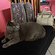 Maestro participe au concours pour gagner de l'argent avec cette photo : bench, black_bench, cat, cozy, domestic_cat, floor_tiles, furniture, gray_cat, home_interior, indoor, patterned_pillows, pet, pillows, pink_wall, relaxed, resting_cat, side_view, tote_bag, wooden_chairs, yellow_eyes